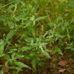 Persicaria mitis Frunză