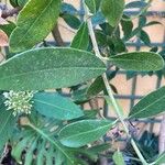 Acokanthera oblongifolia Blad