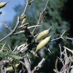 Vachellia cornigera Fruto