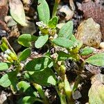 Polygonum aviculare Ostatní