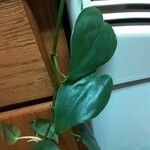 Philodendron hederaceum 葉