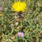 Centaurea sulphurea Flor