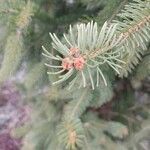 Picea mariana Blatt