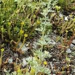 Artemisia absinthium Leaf