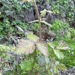 Rubus ursinus 葉