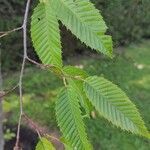 Carpinus japonica ഇല