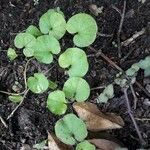 Dichondra carolinensis Feuille