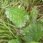 Betonica officinalis Leaf