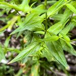 Epilobium ciliatum Hoja