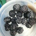 Rubus niveus Плод