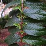 Woodfordia fruticosa Φύλλο