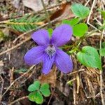 Viola reichenbachiana Λουλούδι