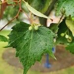 Tilia mongolica Leaf