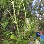 Anethum graveolens Leaf