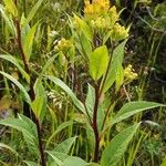 Senecio cacaliaster फूल