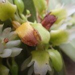 Calyptrochilum christyanum Flower