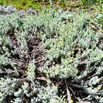 Helichrysum graveolens Yeri