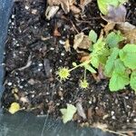 Geum canadense Blad