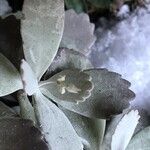 Kalanchoe pumila Цветок