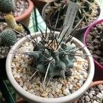 Thelocactus rinconensis Hoja