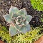 Echeveria purpusiorum Folha