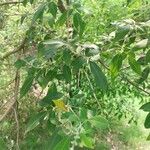 Vitex negundo Leaf