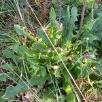 Scorzoneroides autumnalis Leaf