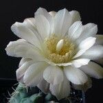 Gymnocalycium uebelmannianum 花