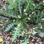 Cirsium palustre Leaf