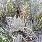 Encephalartos longifolius Hoja