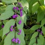 Callicarpa dichotoma Ffrwyth