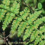 Asplenium foreziense autre