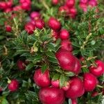 Gaultheria mucronata Leaf