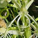 Habenaria helicoplectrum Λουλούδι