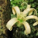 Vasconcellea cauliflora Kvet