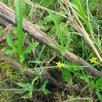 Cucumis ficifolius ഇല