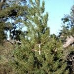 Pinus flexilis عادت داشتن