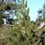 Pinus flexilis Облик