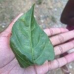 Casearia decandra Hoja