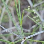 Calligonum polygonoides برگ