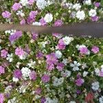 Gypsophila muralis Fula