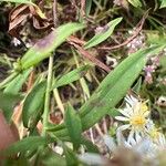 Symphyotrichum lateriflorum 葉