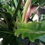 Philodendron bipennifolium Casca