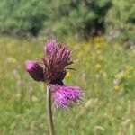 Cirsium rivulare 花