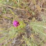 Castilleja exserta 花