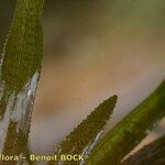 Vallisneria spiralis Leaf