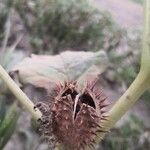 Datura stramonium Плод