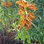 Leonotis leonurus Flower