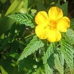 Turnera ulmifolia पत्ता