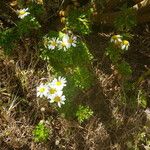 Argyranthemum hierrense Habitus